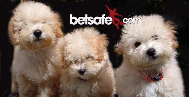 pupies-jan-2005-082 pupies-jan-2005-082